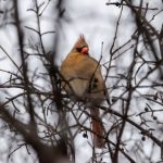 CCTV5直播国乒巅峰对决不容错过 z57dxbj