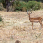 《王者荣耀》田亮直播首秀,冠军选手的峡谷激战 0vf748k9vs